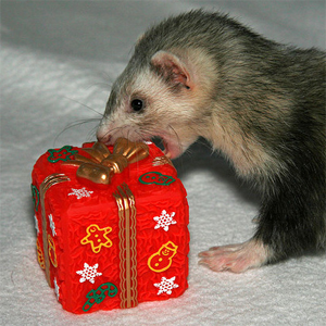 christmasferret
